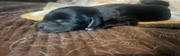 Labrador Retriever dogs for sale: 🔥 ❤️ Beautiful Labrador puppies 🔥❤️ - Advert 2