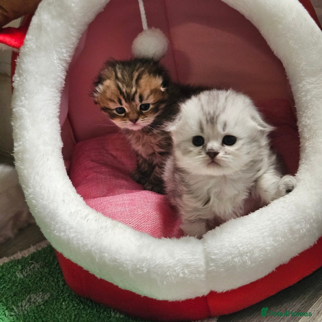 Scottish Fold cats for sale: TICA Scottish fold show quilty kittenss london  - Advert 12
