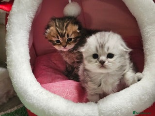 Scottish Fold cats TICA Scottish fold show quilty kittenss london - Advert 1