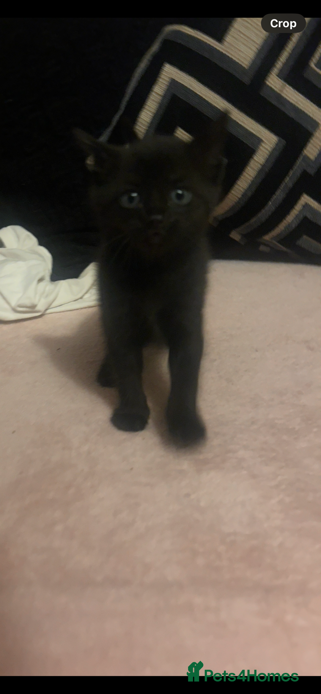 Domestic Shorthair cats for sale: 3 kittens looking for there forever homes 💗 - Image 7