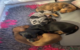 Miniature Dachshund dogs for sale: Miniature dachshund  - Image 1