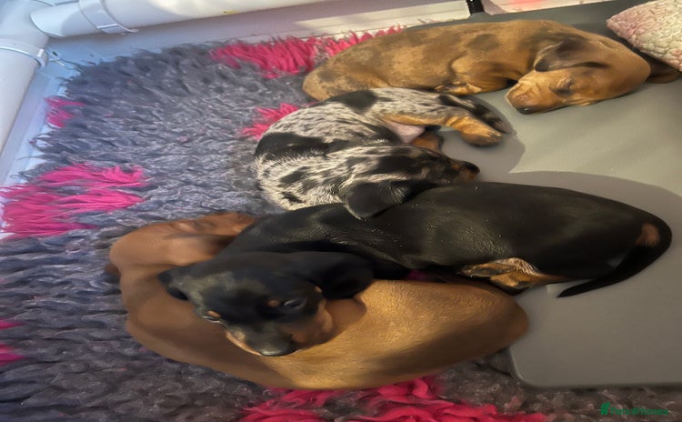 Miniature Dachshund dogs - Advert 1