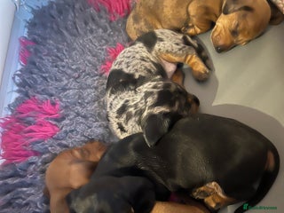 Miniature Dachshund dogs - Advert 21