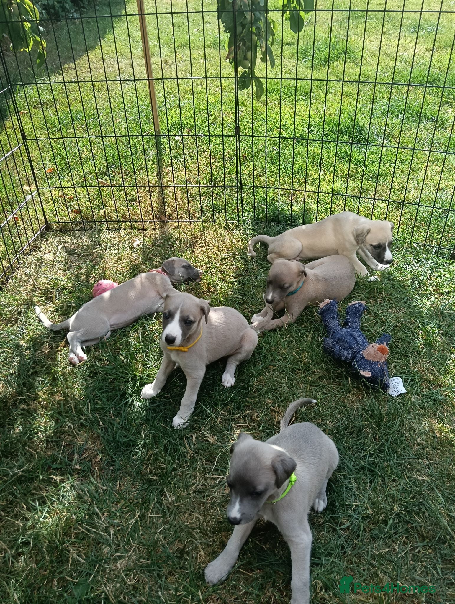 Whippet dogs Stunning KC Whippet Puppies  - Advert 3