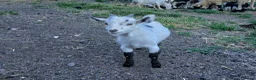 Goats livestock for sale: Male & Female Pygmy goats 16 weeks - Advert 5
