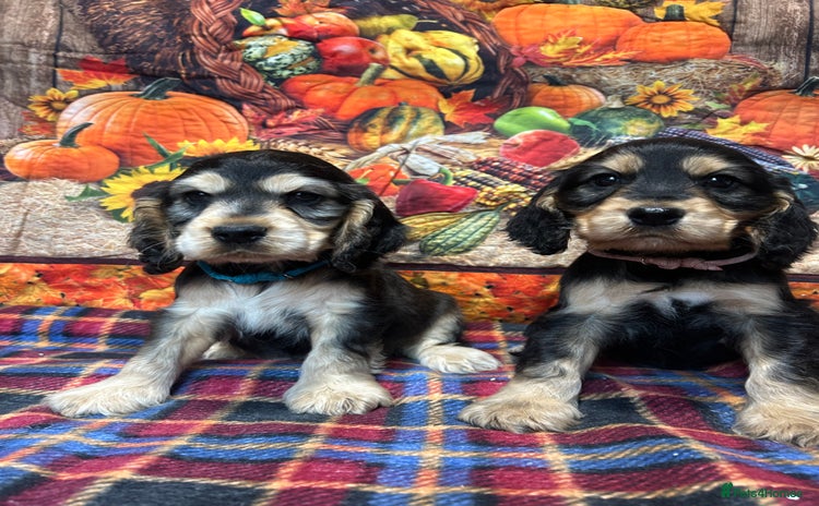 Cocker Spaniel dogs - Advert 14