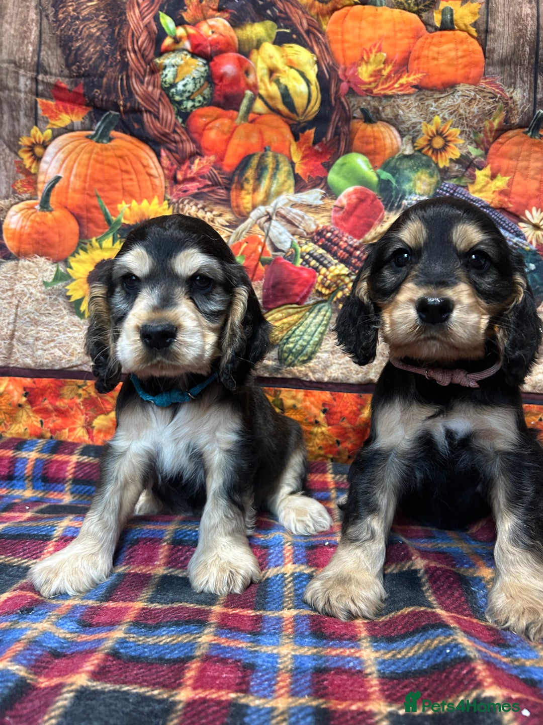 Cocker Spaniel dogs for sale: KC show cocker spaniel puppies. Ready Now! - Image 7