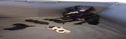 Cocker Spaniel dogs for sale: 3 Cocker Spaniels for sale in Peterhead - Advert 4
