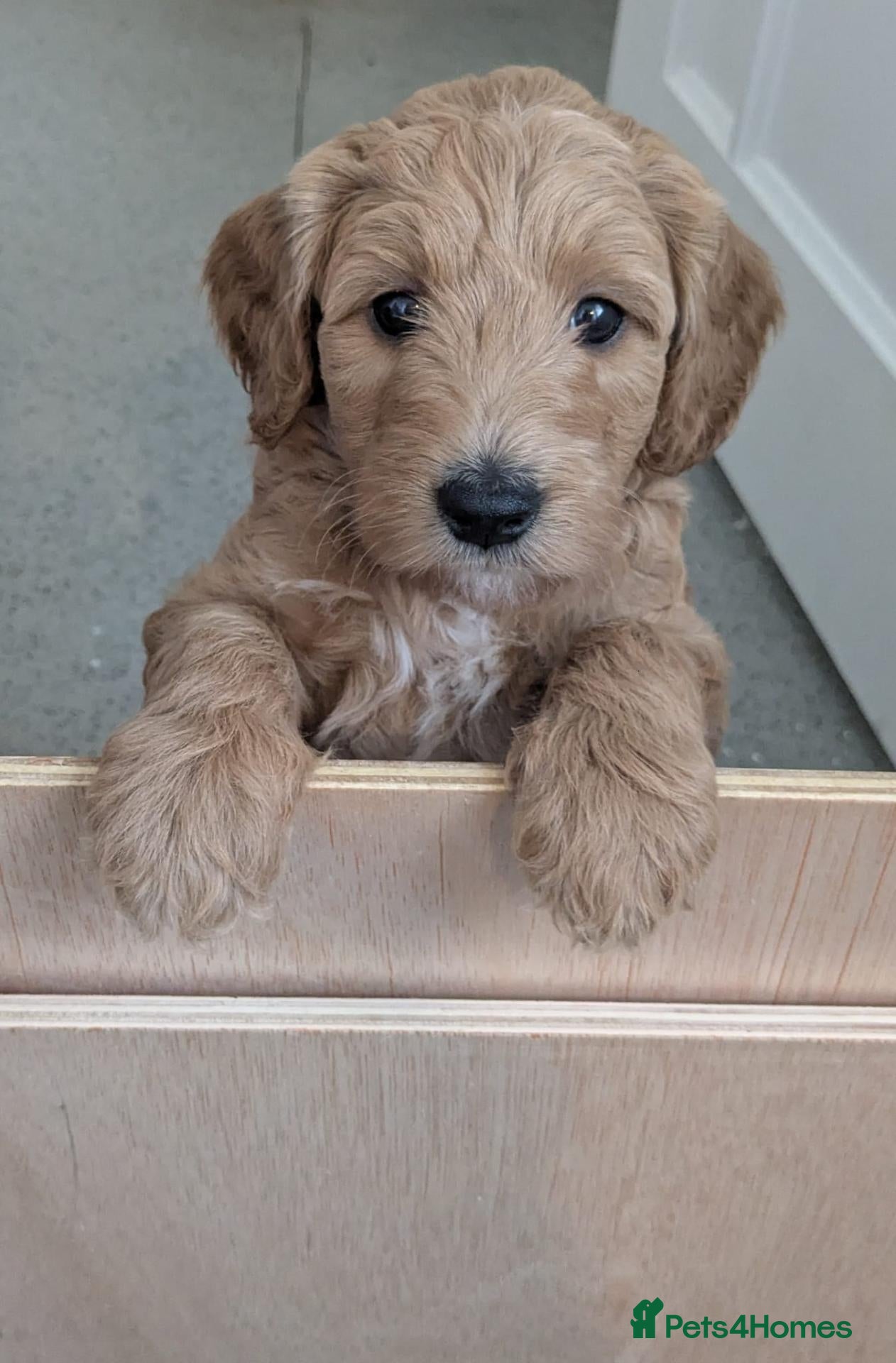 Goldendoodle dogs F1B Golden doodle Puppies  - Advert 2