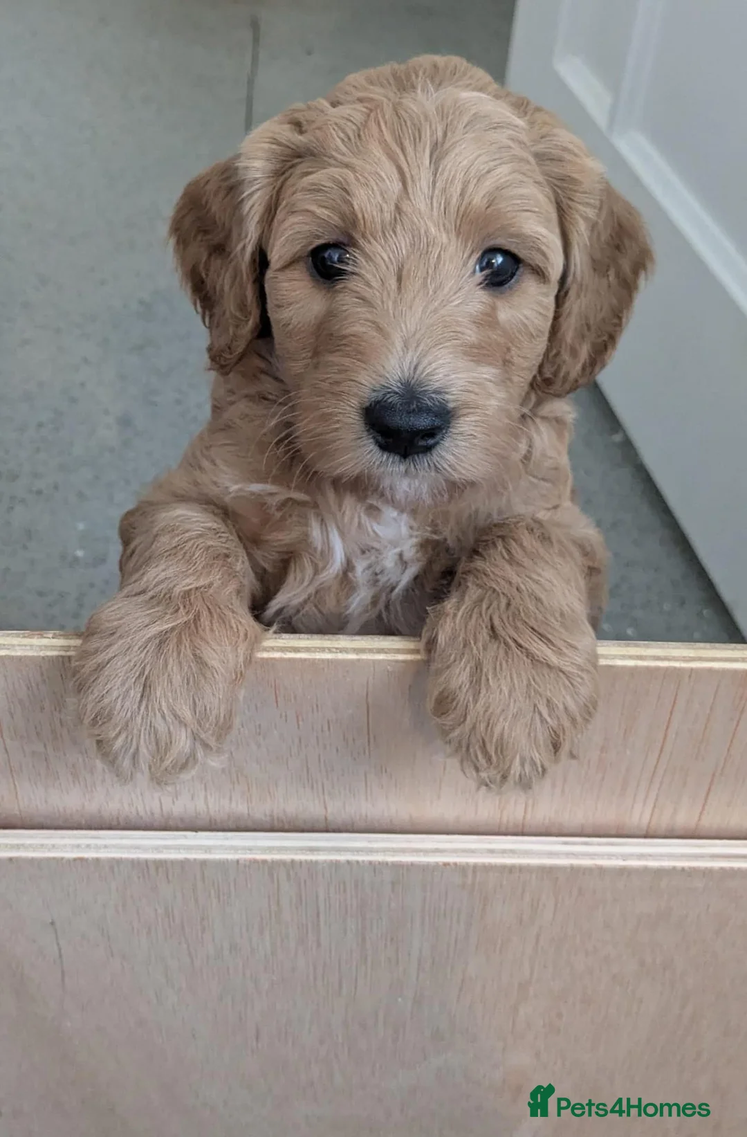 Goldendoodle dogs for sale: F1B Golden doodle Puppies  - Advert 1