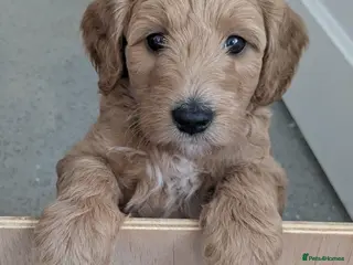 Goldendoodle dogs F1B Golden doodle Puppies - Advert 2