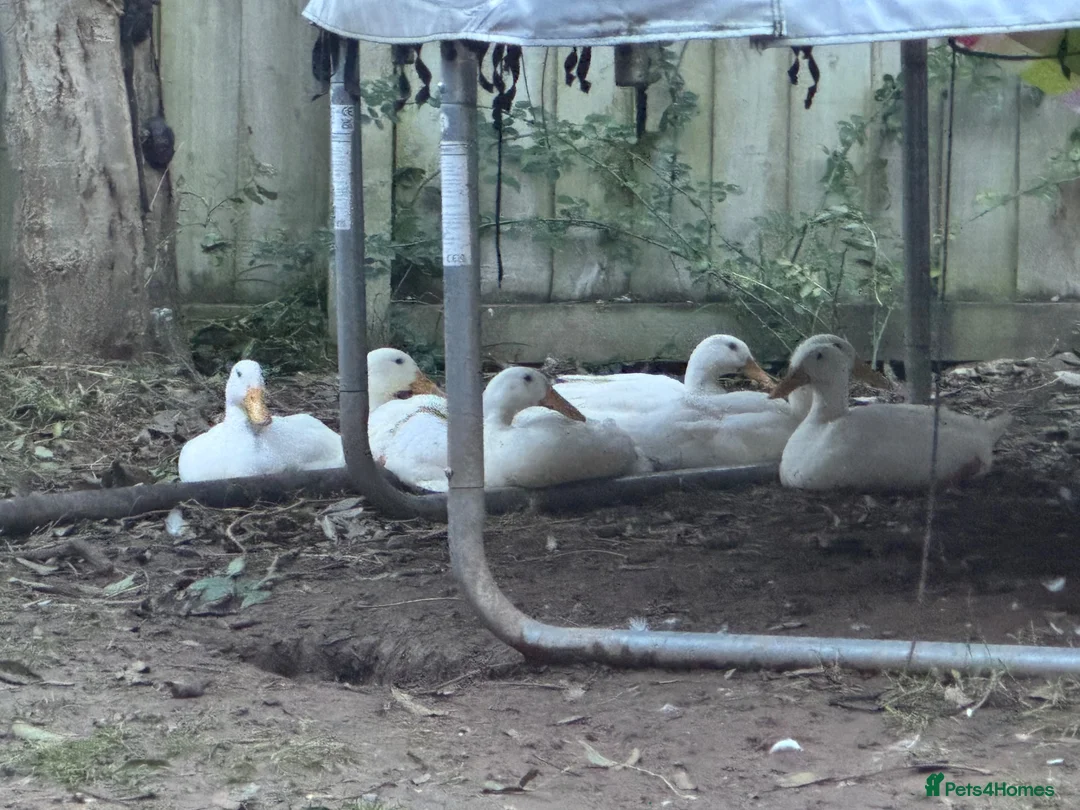 Ducks poultry for sale: 6 Indian runner ducks -  - Advert 1