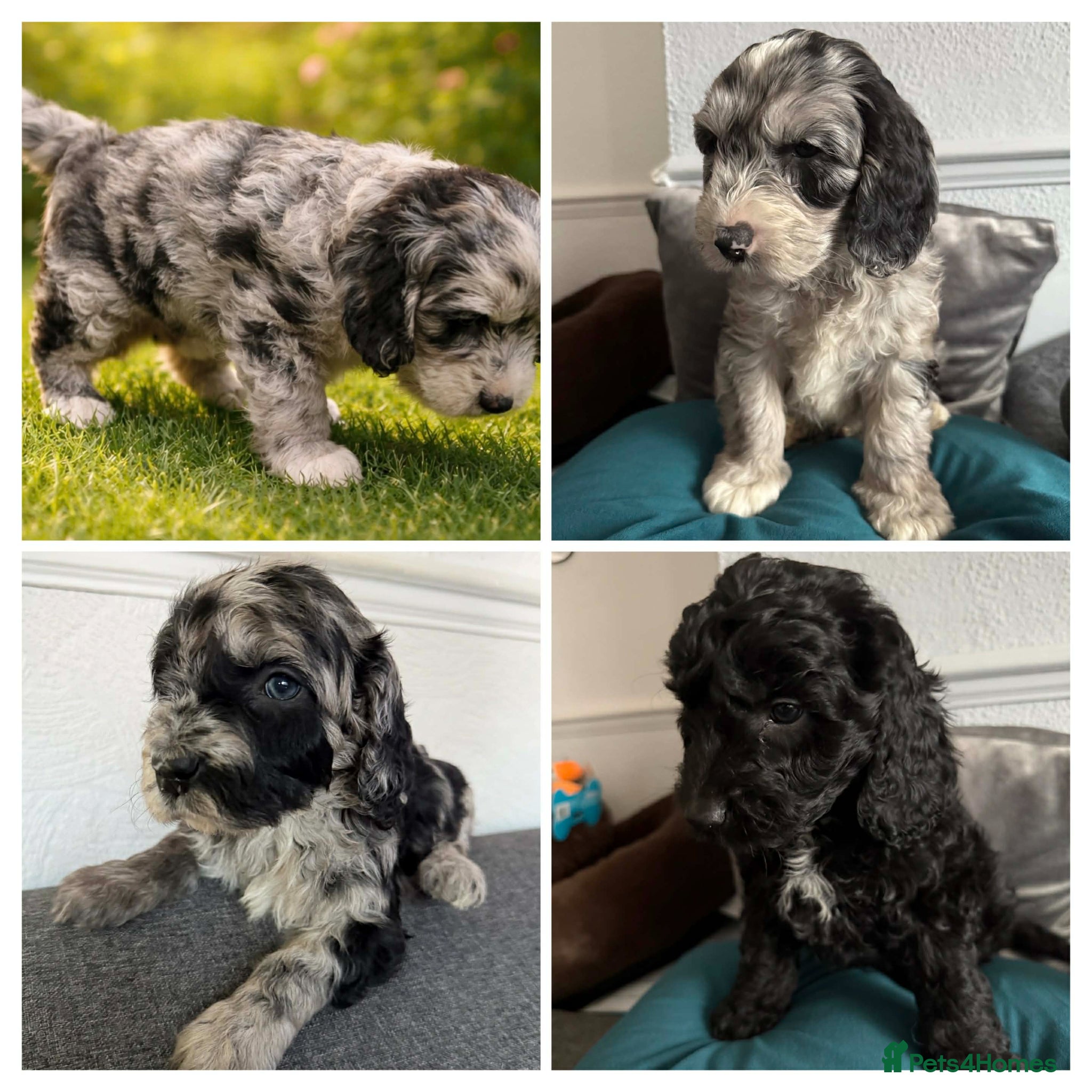 Australian Labradoodle dogs AUSTRALIAN LABRADOODLE 2 Boy 1 Girls - Advert 5