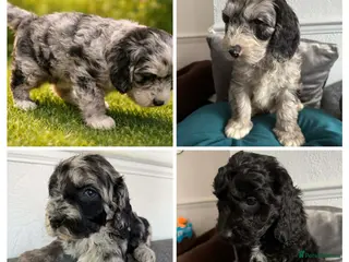 Australian Labradoodle dogs AUSTRALIAN LABRADOODLE 2 Boy 1 Girls - Advert 5