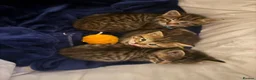 Mixed Breed cats for sale: 4 beautiful kittens  - Advert 9