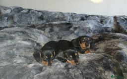 Miniature Dachshund dogs for sale: Miniature Dachshund Puppies  - Image 3