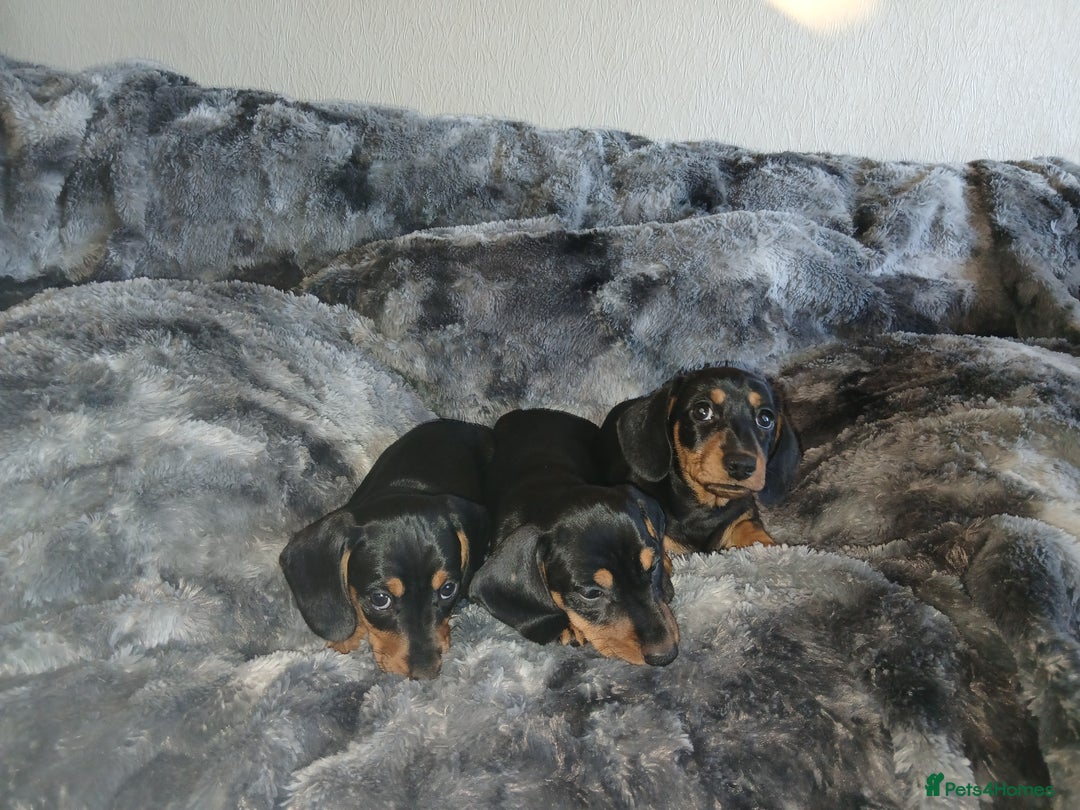 Miniature Dachshund dogs for sale: Miniature Dachshund Puppies  - Image 3