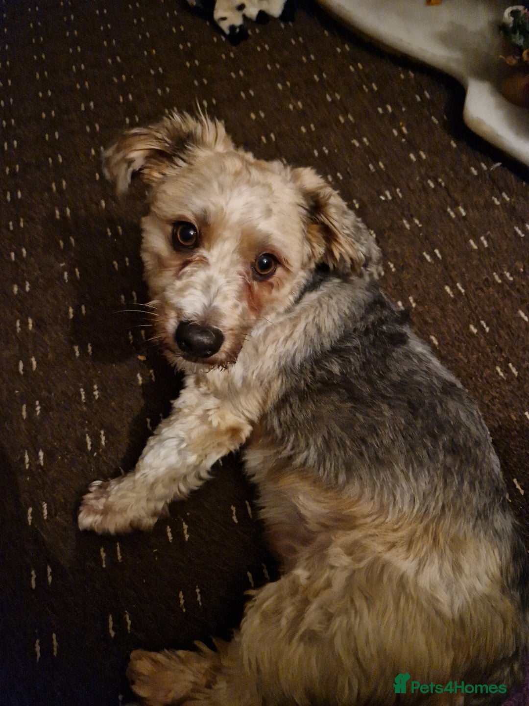 Shorkie dogs for sale: Ollie - Advert 3