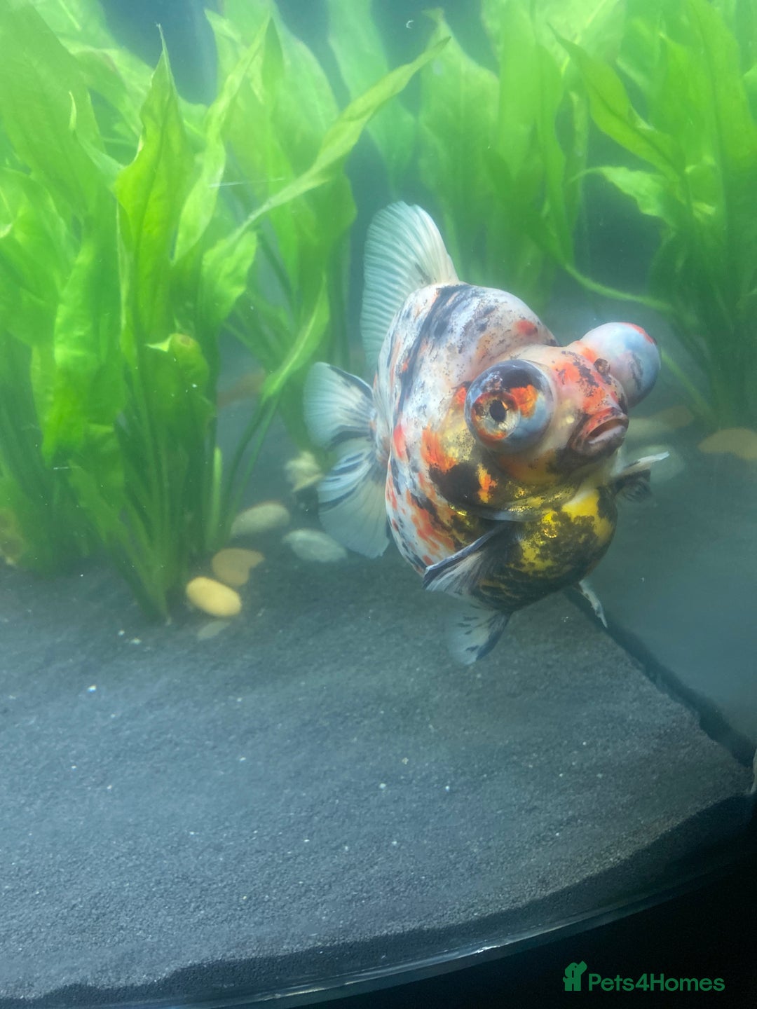 Fancy Goldfish fish for sale: 3 big fancy goldfish  - Advert 6