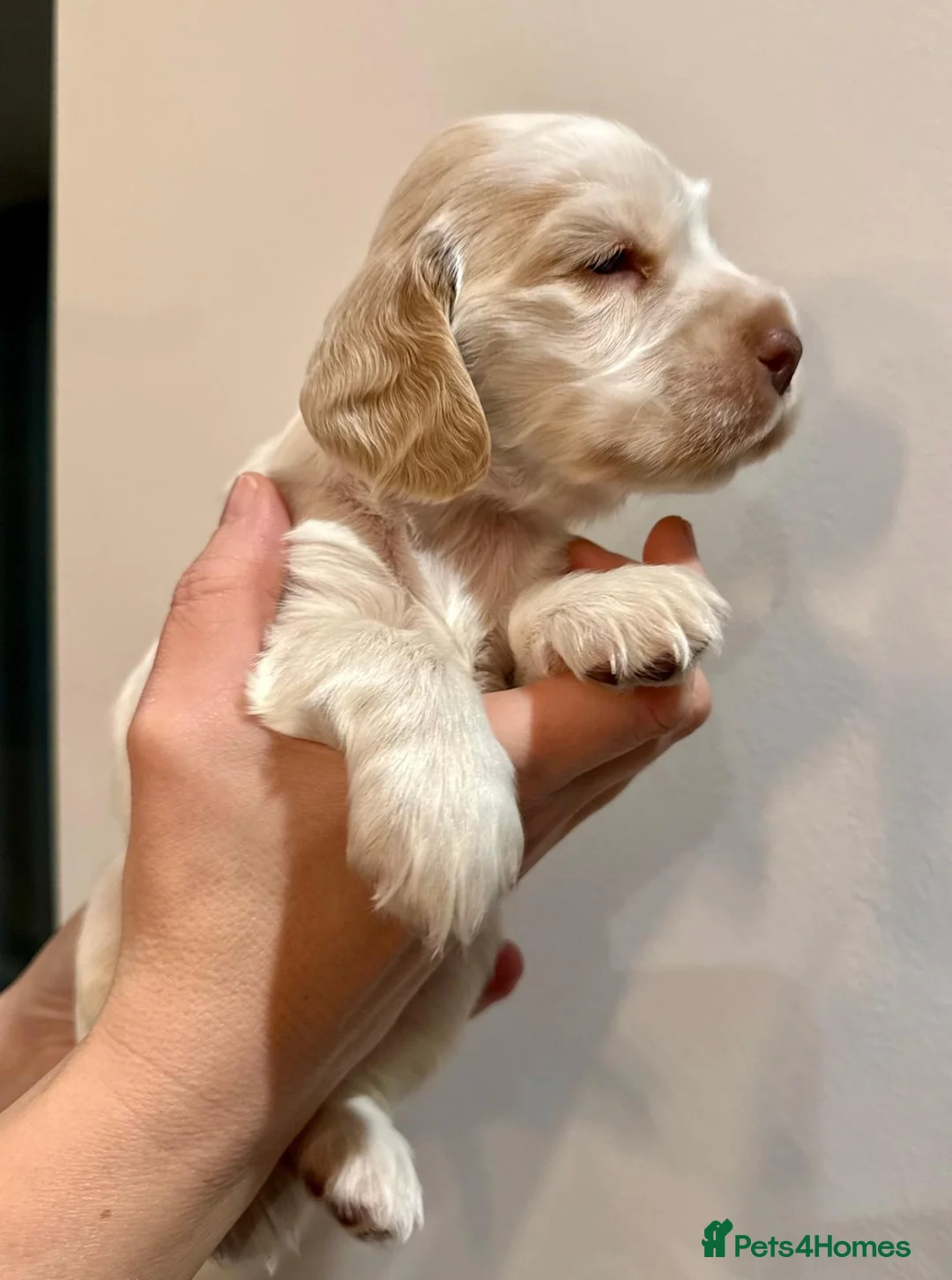 Cocker Spaniel dogs for sale: Gorgeous KC/Full Health Cocker Spaniel show type - Advert 30