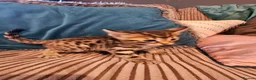 Bengal cats for sale: Begal cross kittens  - Advert 21