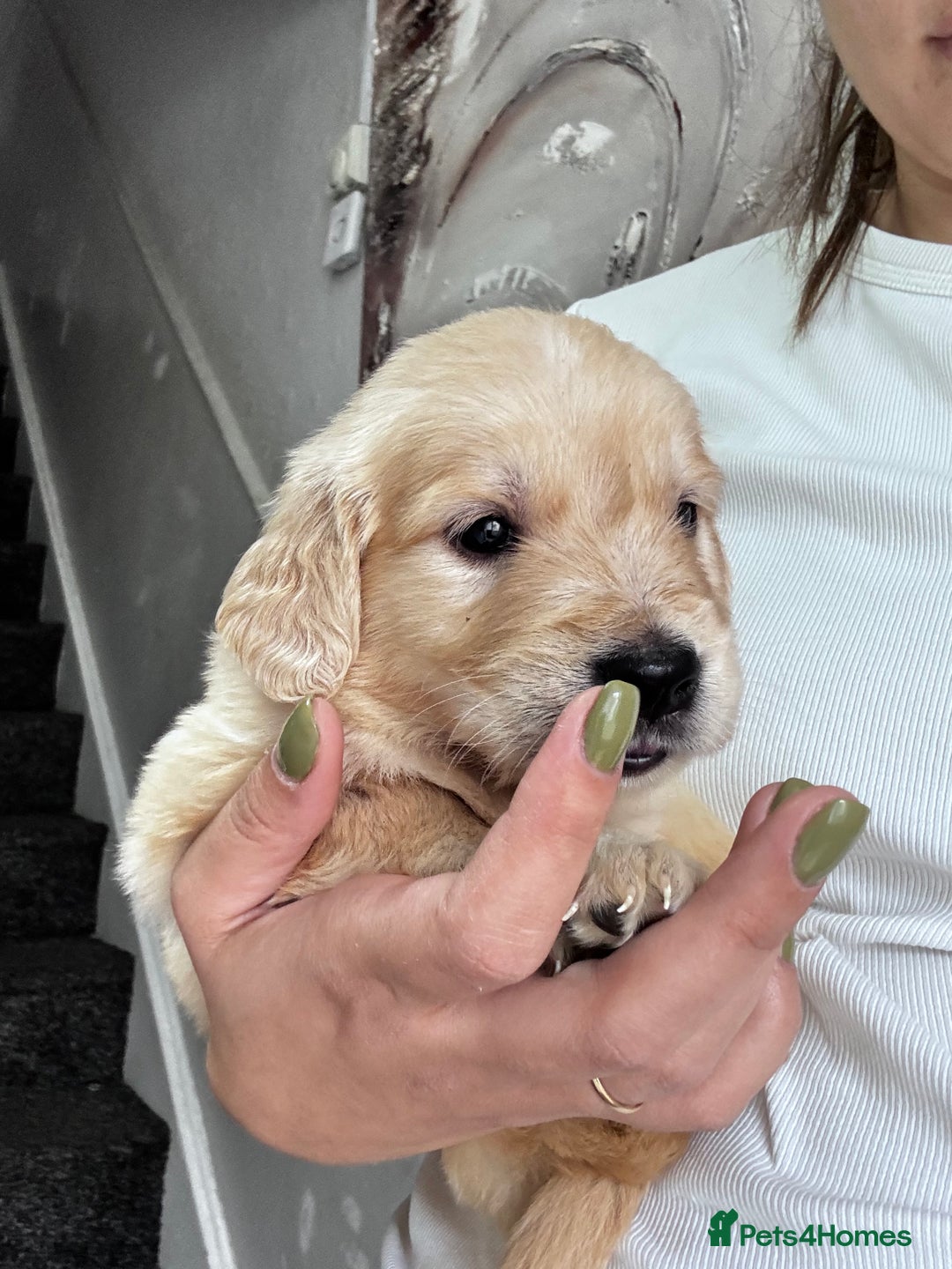 Golden Retriever dogs for sale: Chunky Golden Retriver pups with cream coats - Image 4