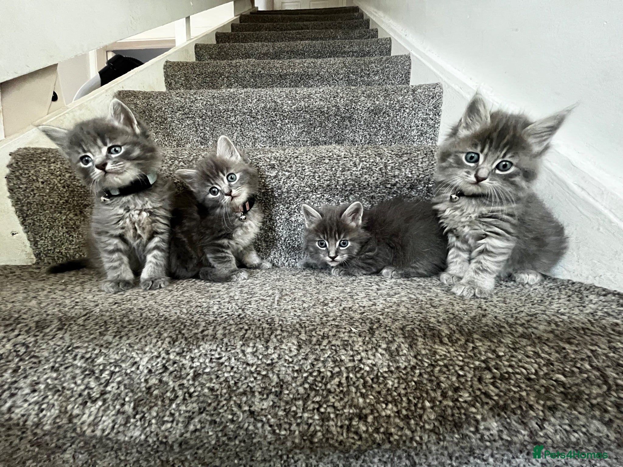 Mixed Breed cats 4 grey Tabby Kittens  - Advert 2