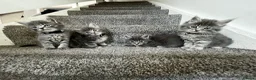 Mixed Breed cats for sale: 4 grey Tabby Kittens  - Advert 1