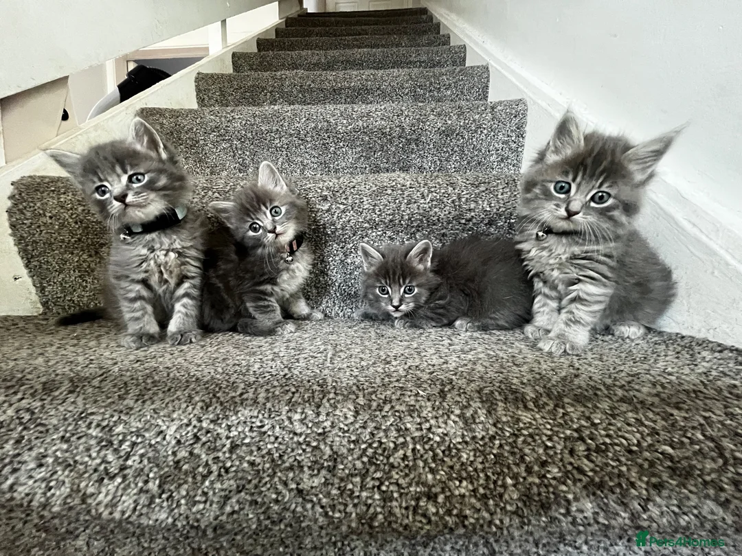 Mixed Breed cats for sale: 4 grey Tabby Kittens  - Advert 1