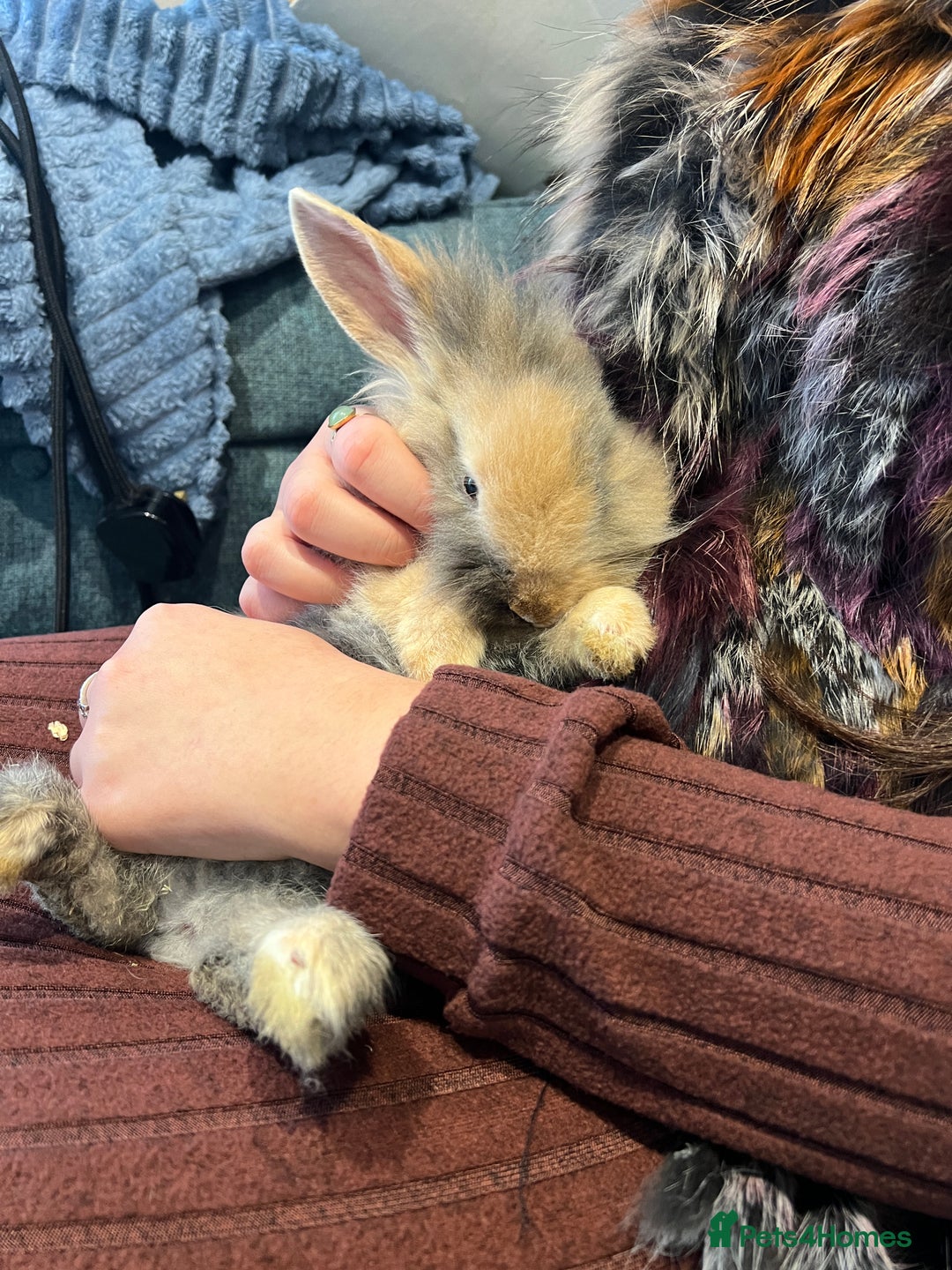 Mini Lion Lop rabbits for sale: Super cute mini lop x lionhead rabbits - Advert 12