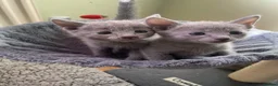 Russian Blue cats for sale: TICA 5* pedigree Russian blue kittens  - Advert 19