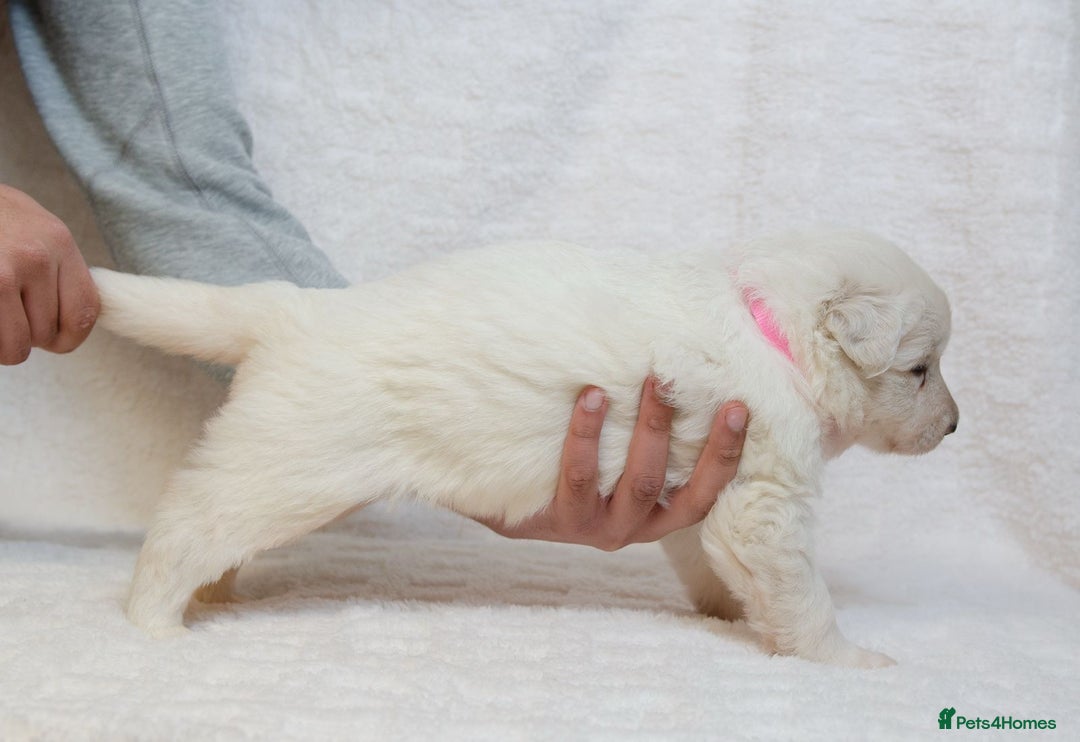 German Shepherd dogs for sale: LAST ONE KC REG STRAIGHT BACKED FULL WHITE GSD PUP - Advert 6