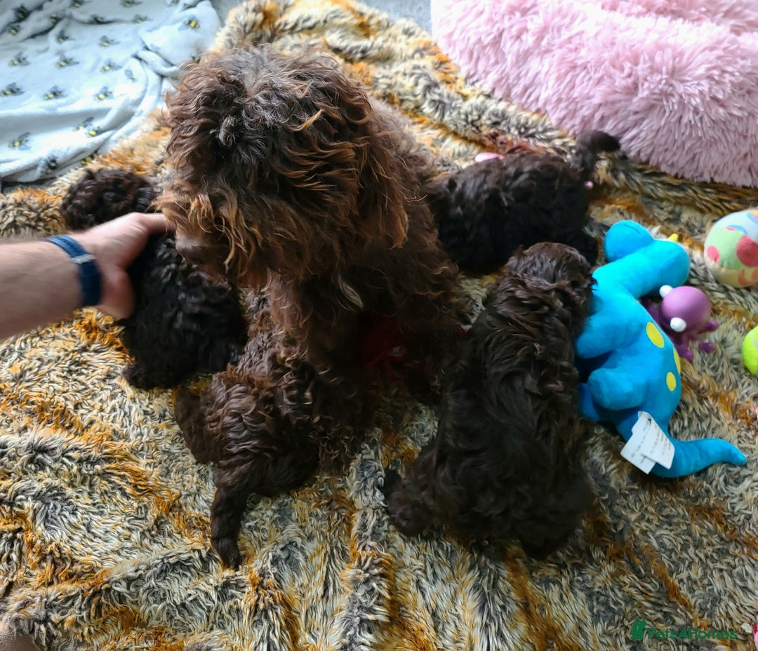 Cavapoo dogs for sale: Chocolate F1B Cavapoos. Health Tested.  - Image 37