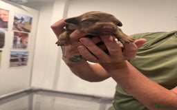 Borador dogs for sale: Border collie x lab puppies for sale  - Image 11