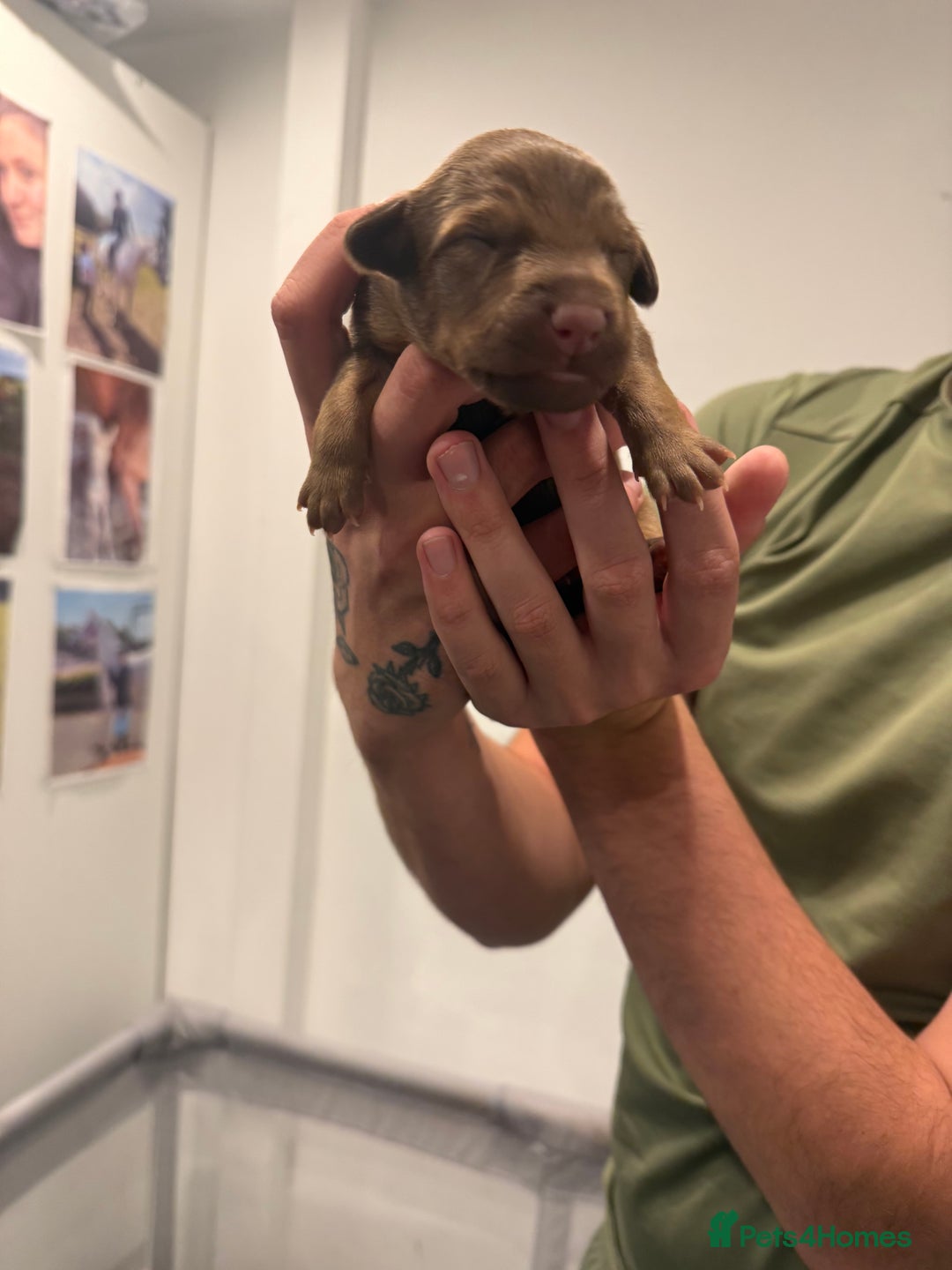 Borador dogs for sale: Border collie x lab puppies for sale  - Image 11