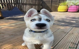 Siberian Husky dogs for sale: LAST Siberian Husky Puppy - Fully Vaccinated - Image 6