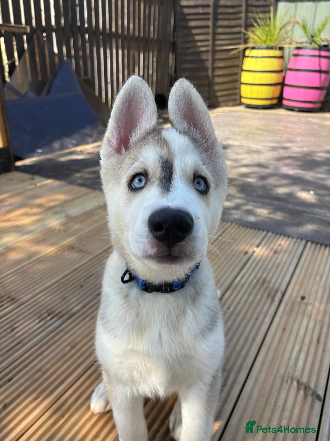 Siberian Husky dogs for sale: LAST Siberian Husky Puppy - Fully Vaccinated - Image 6