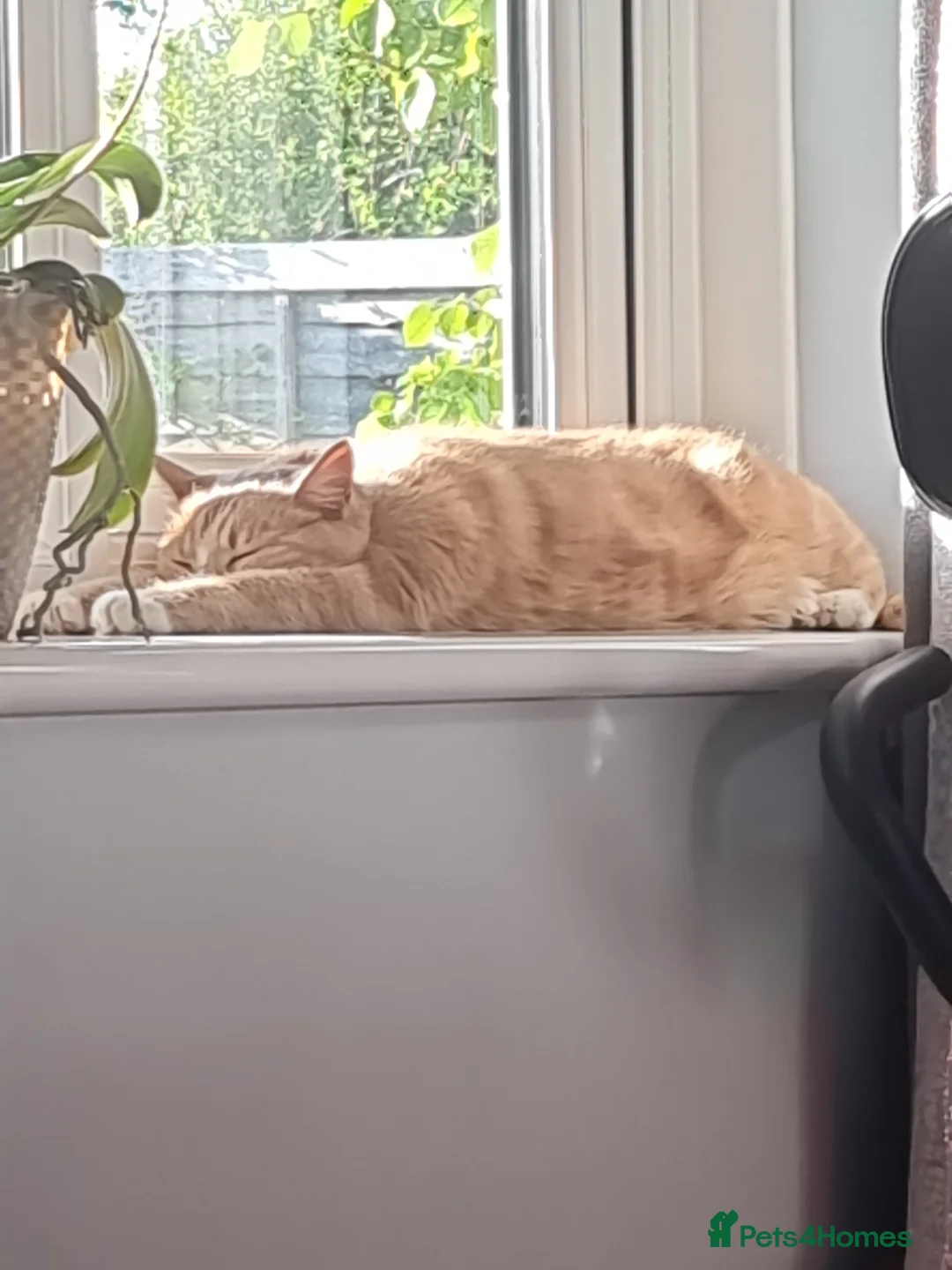 Mixed Breed cats for sale: Beautiful boy - Advert 2