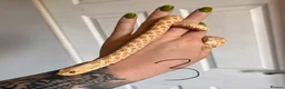Snake reptiles for sale: Snakes for sale - hognose, milksnake, bullsnake - Advert 2