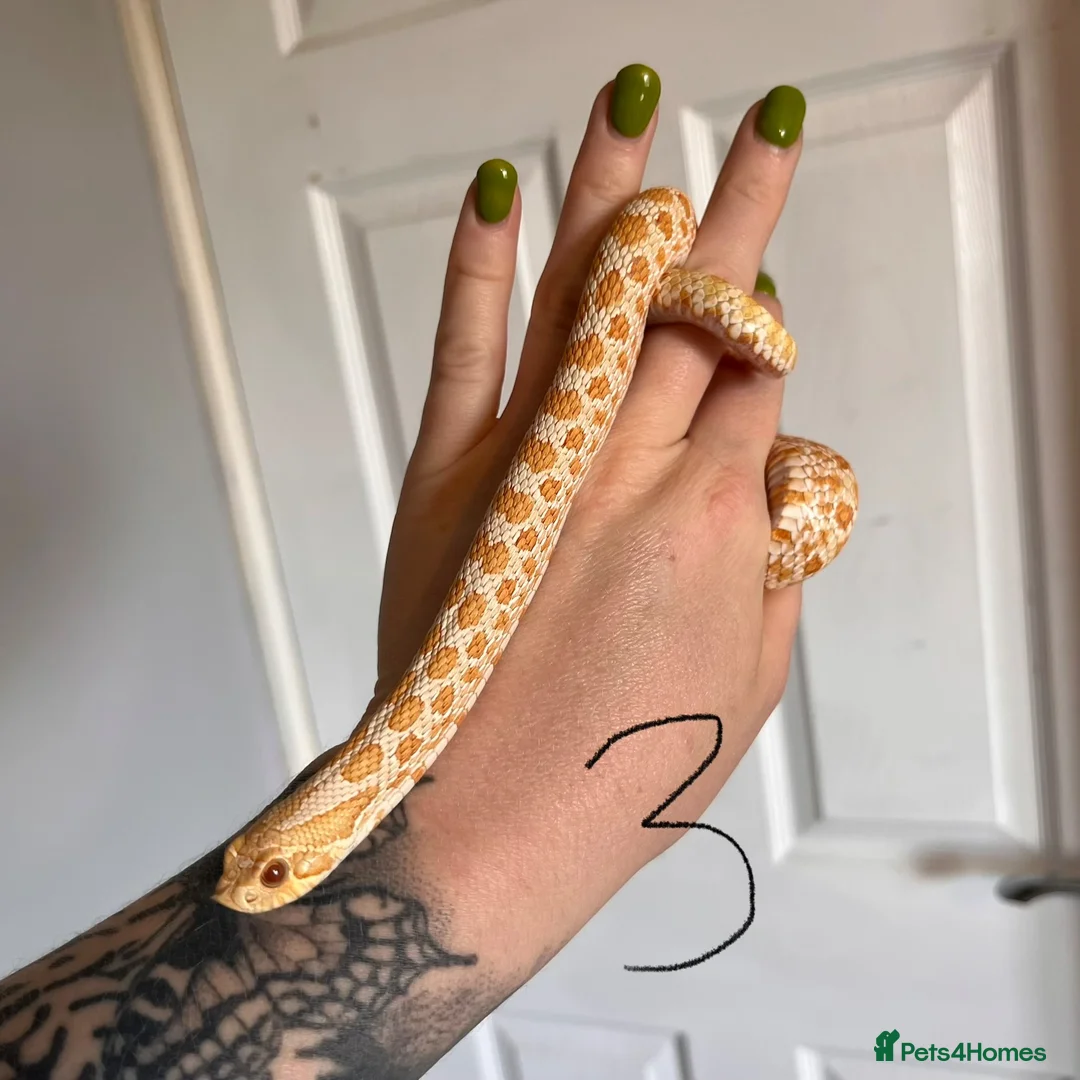 Snake reptiles for sale: Snakes for sale - hognose, milksnake, bullsnake - Advert 2