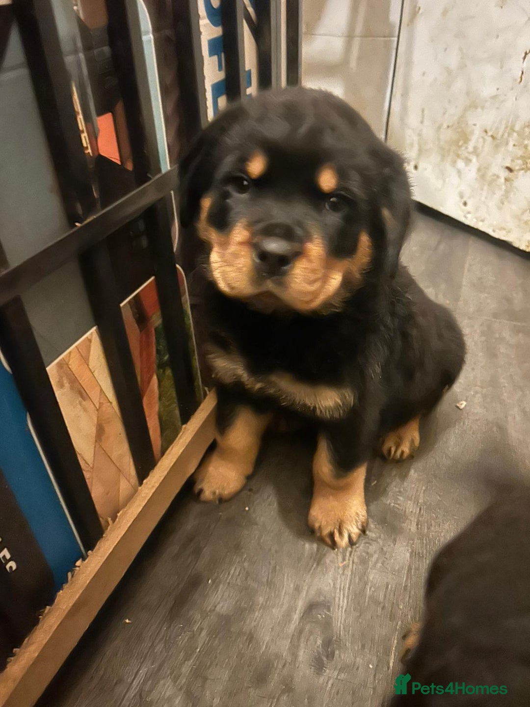 Rottweiler dogs for sale: Big and chunky kc Rottweiler puppy’s for sale  - Advert 1
