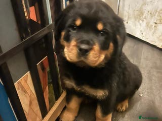 Rottweiler dogs Big and chunky kc Rottweiler puppy’s for sale - Advert 1