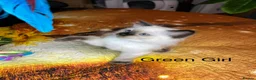 Ragdoll cats for sale: 💖Fabulous Pure Ragdoll Kittens Waiting for Love❤️ - Advert 23