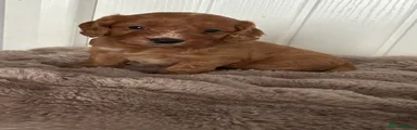 Cockapoo 2
