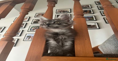 Maine Coon cats - Advert 9