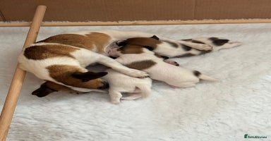 Jack Russell dogs - Advert 2