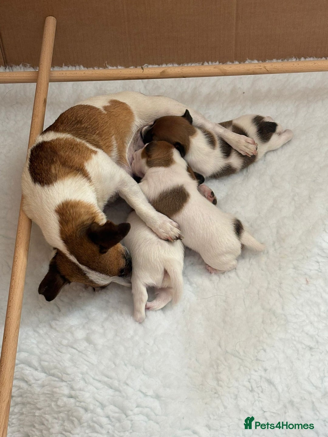 Jack Russell dogs for sale: Archie - Image 3