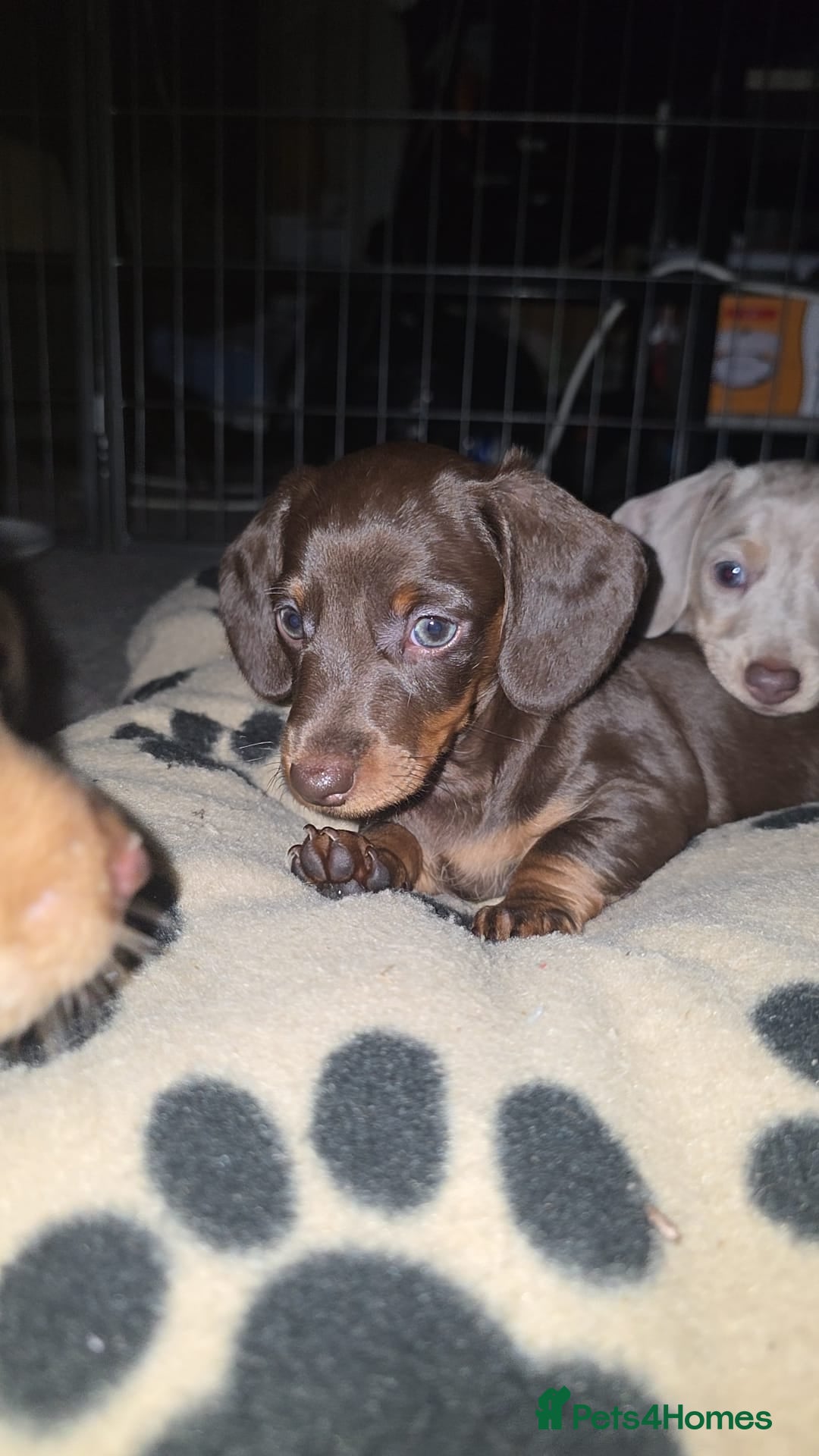 Miniature Dachshund dogs for sale: Meet Your New Friend Miniature Dachshund Pups! - Advert 8