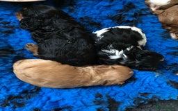 Cavalier King Charles Spaniel dogs for stud: Fully health tested proven Kc reg, multi gen clear in Wrexham - Image 20