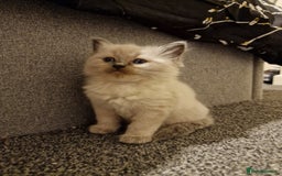 Ragdoll cats for sale: 4 ragdoll x ragamuffin fluffy kittens  - Image 11